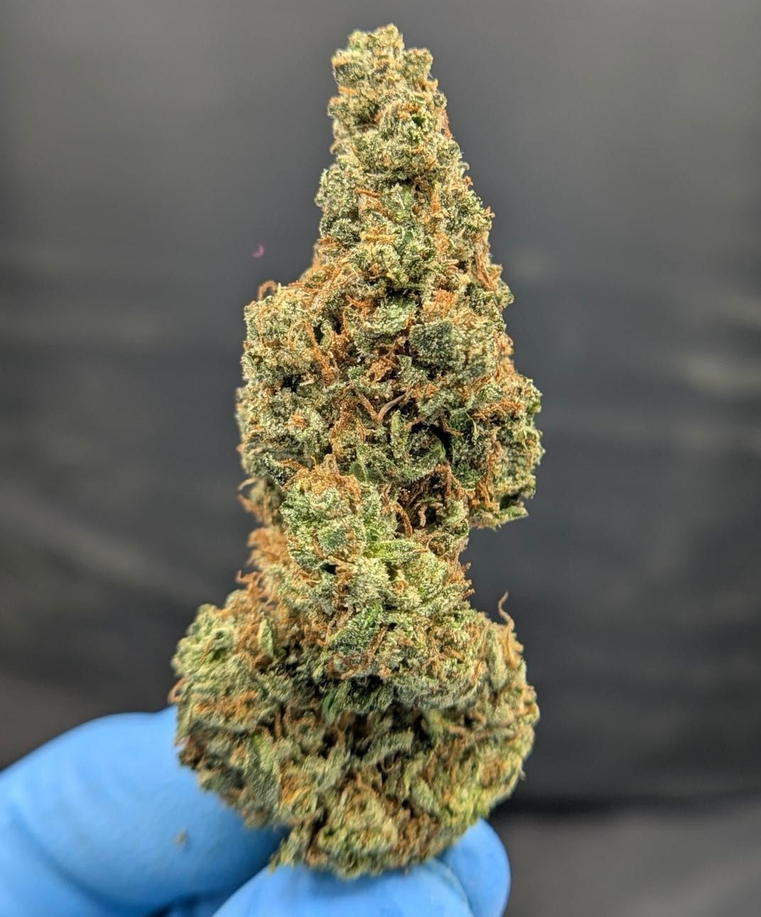 🏆 Holy Grail Tropicana