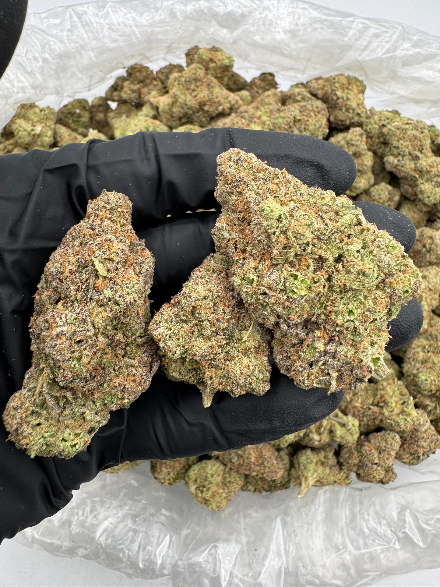 👑 King Fernando OG