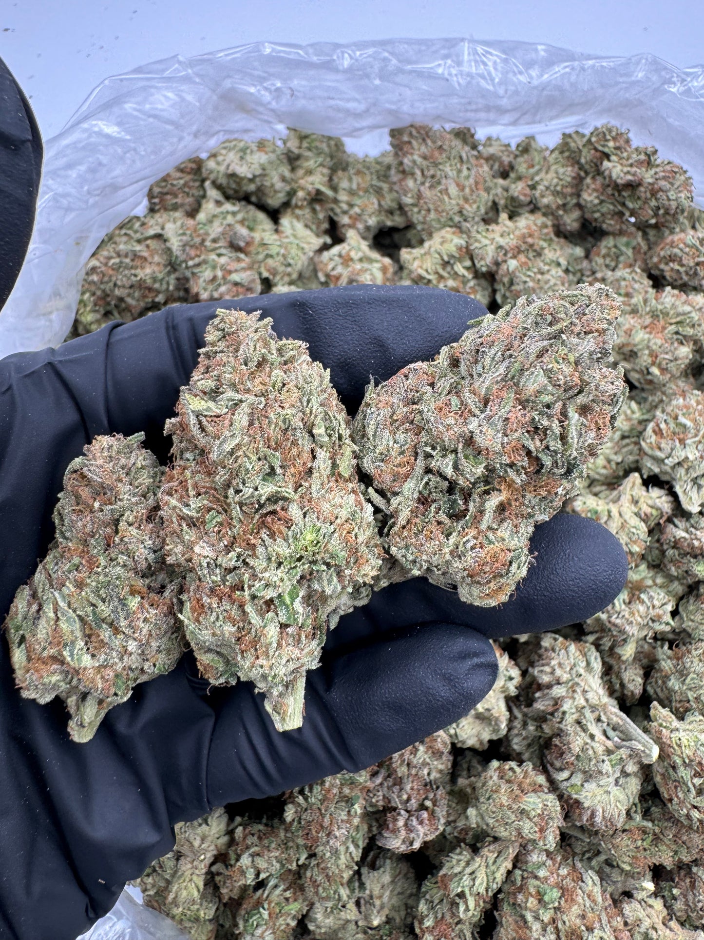 🛡️ Paladin Papaya